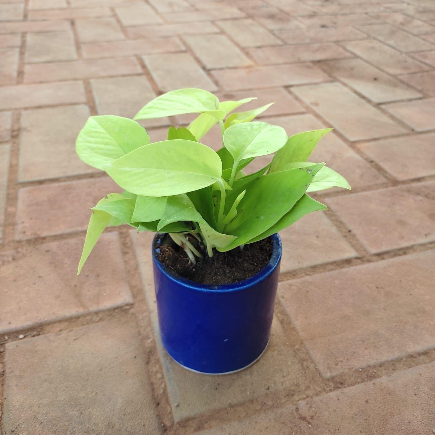 Gift Ready - Money Plant Golden in 4 Inch Classy Blue Cup Ceramic Pot With a Chic Bag