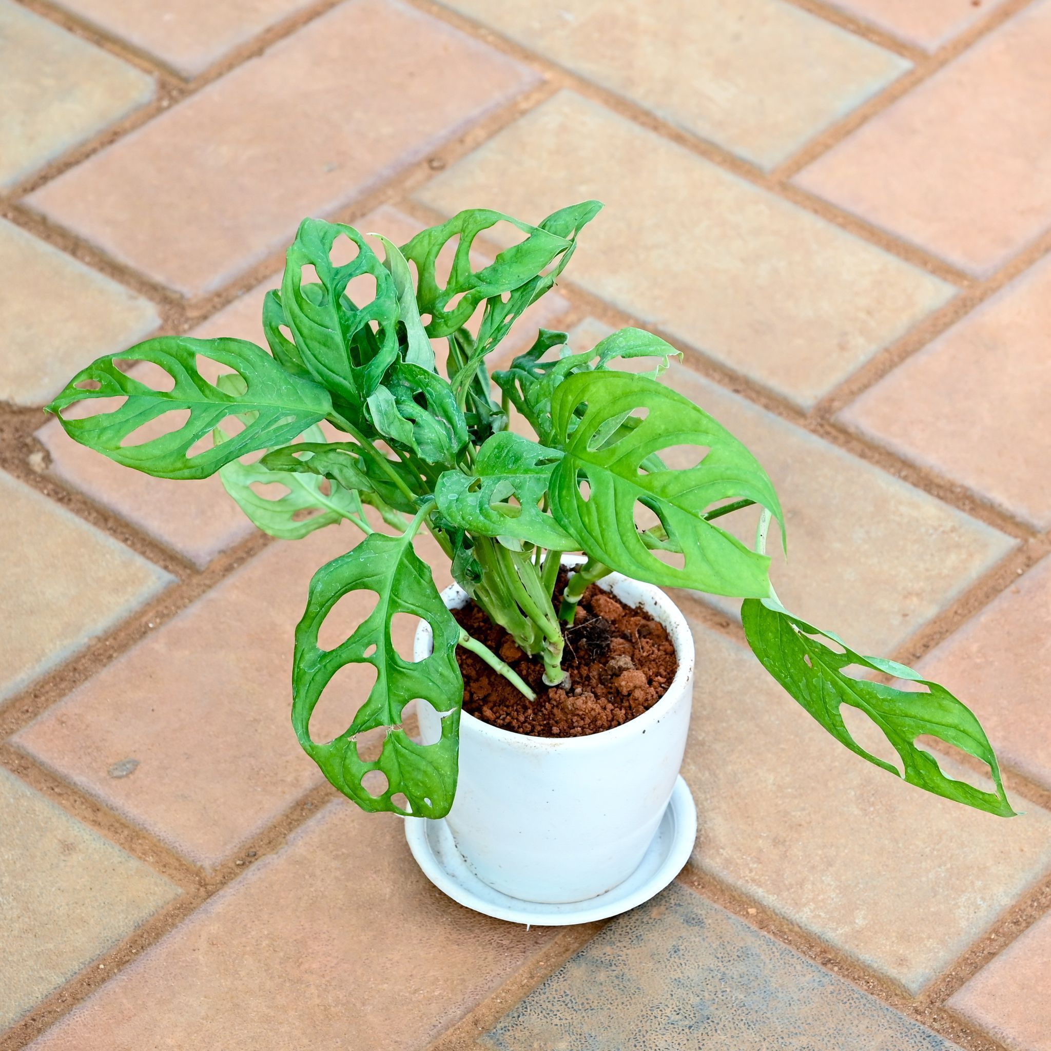 Gift Ready - Monstera Broken Heart in 4 Inch Classy White Cup Ceramic Pot with Tray With a Chic Bag