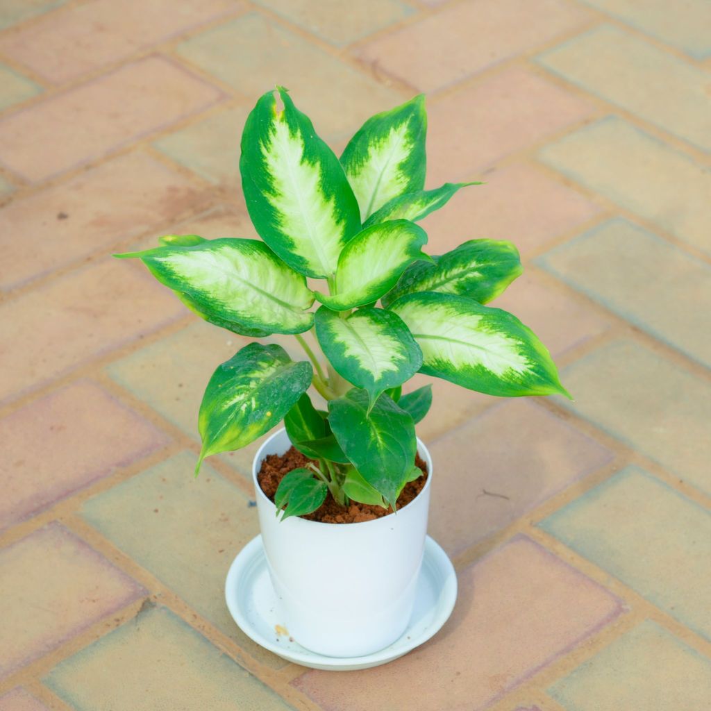 Buy Dieffenbachia Dumbcane in 5 Inch White Premium Sphere Plastic Pot with Tray Online | Urvann.com Gift Ready - Dieffenbachia Dumbcane in 5 Inch White Premium Sphere Plastic Pot with Tray With a Chic Bag