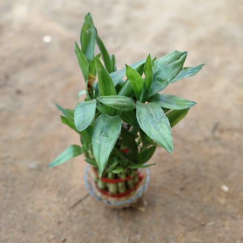 Gift Ready - 2 Layer Lucky Bamboo With Glass Pot With a Chic Bag