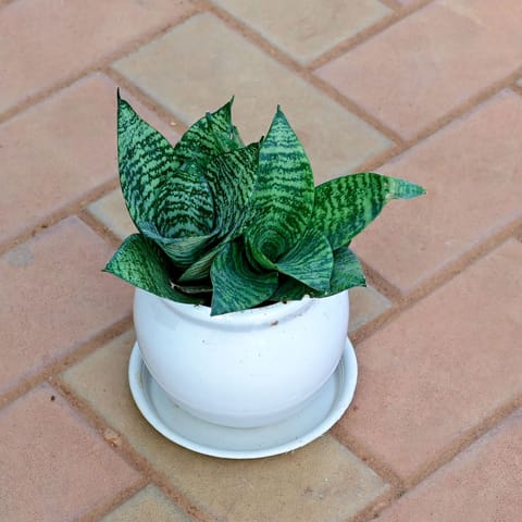 Gift Ready - Snake Dwarf Green in 5 Inch Classy White Matki Ceramic Pot with Tray