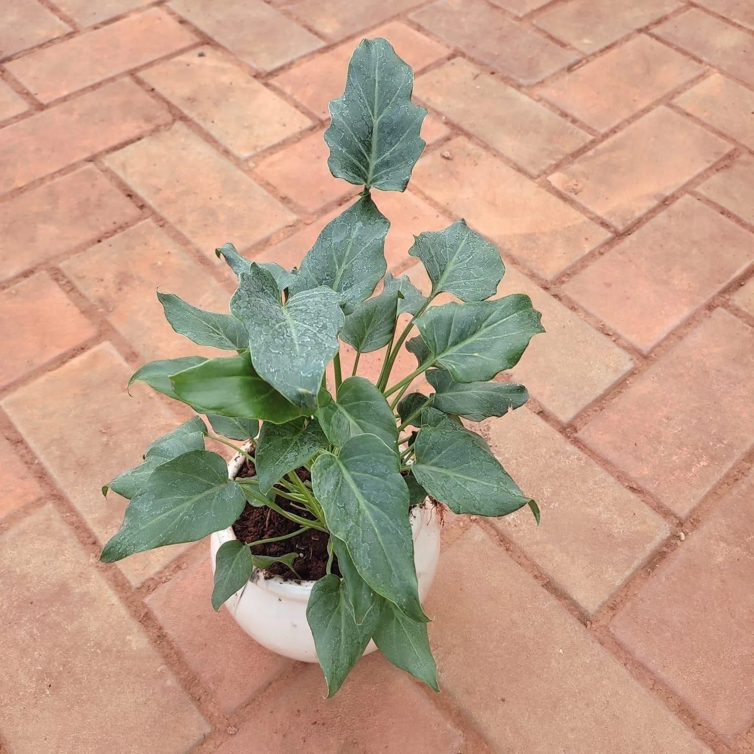 Gift Ready - Xanadu Green in 5 Inch Classy White Ceramic Matki Pot (any design) With a Chic Bag