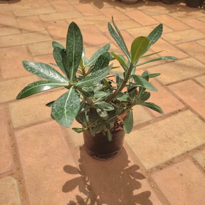 Buy Adenium (any colour) in 4 Inch Square Premium Plastic Pot (any colour) Online | Urvann.com