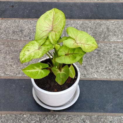 Gift Ready - Syngonium Golden in 3 Inch Classy White Cup ceramic Pot with Tray With a Chic Bag