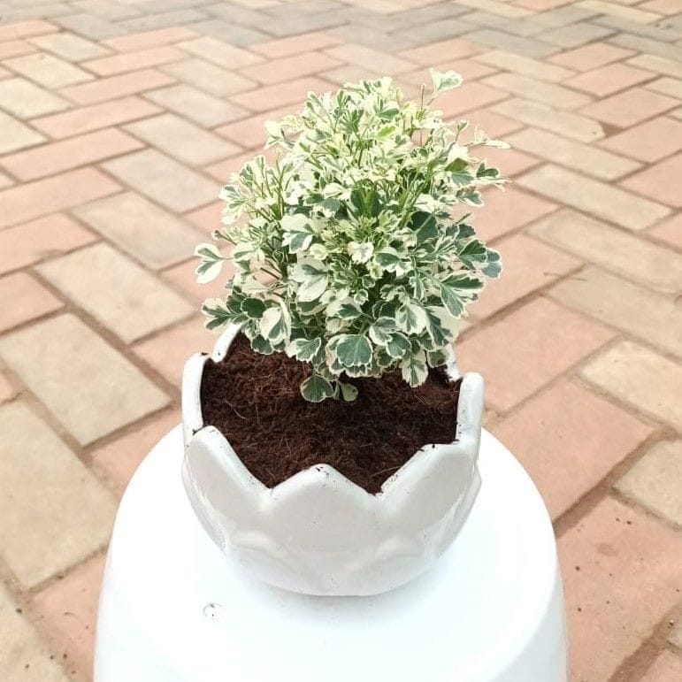 Buy Aralia White in 4 Inch Designer Ceramic Pot Online | Urvann.com Gift Ready - Aralia White in 4 Inch Designer Ceramic Pot With a Chic Bag