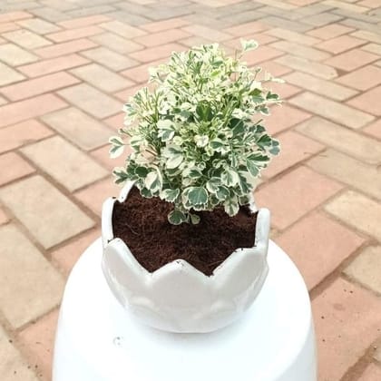 Buy Aralia White in 4 Inch Designer Ceramic Pot Online | Urvann.com