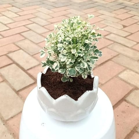 Gift Ready - Aralia White in 4 Inch Designer Ceramic Pot With a Chic Bag
