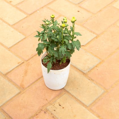 Buy Chrysanthemum / Guldaudi Yellow in 5 Inch White Premium Plastic Pot Online | Urvann.com