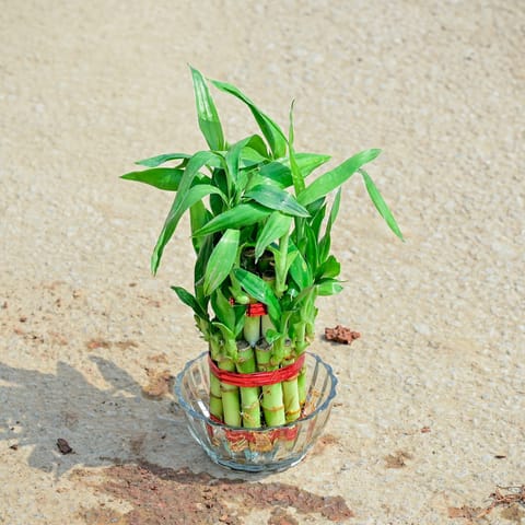 Gift Ready - 2 Layer Lucky Bamboo with Glass Pot With a Chic Bag