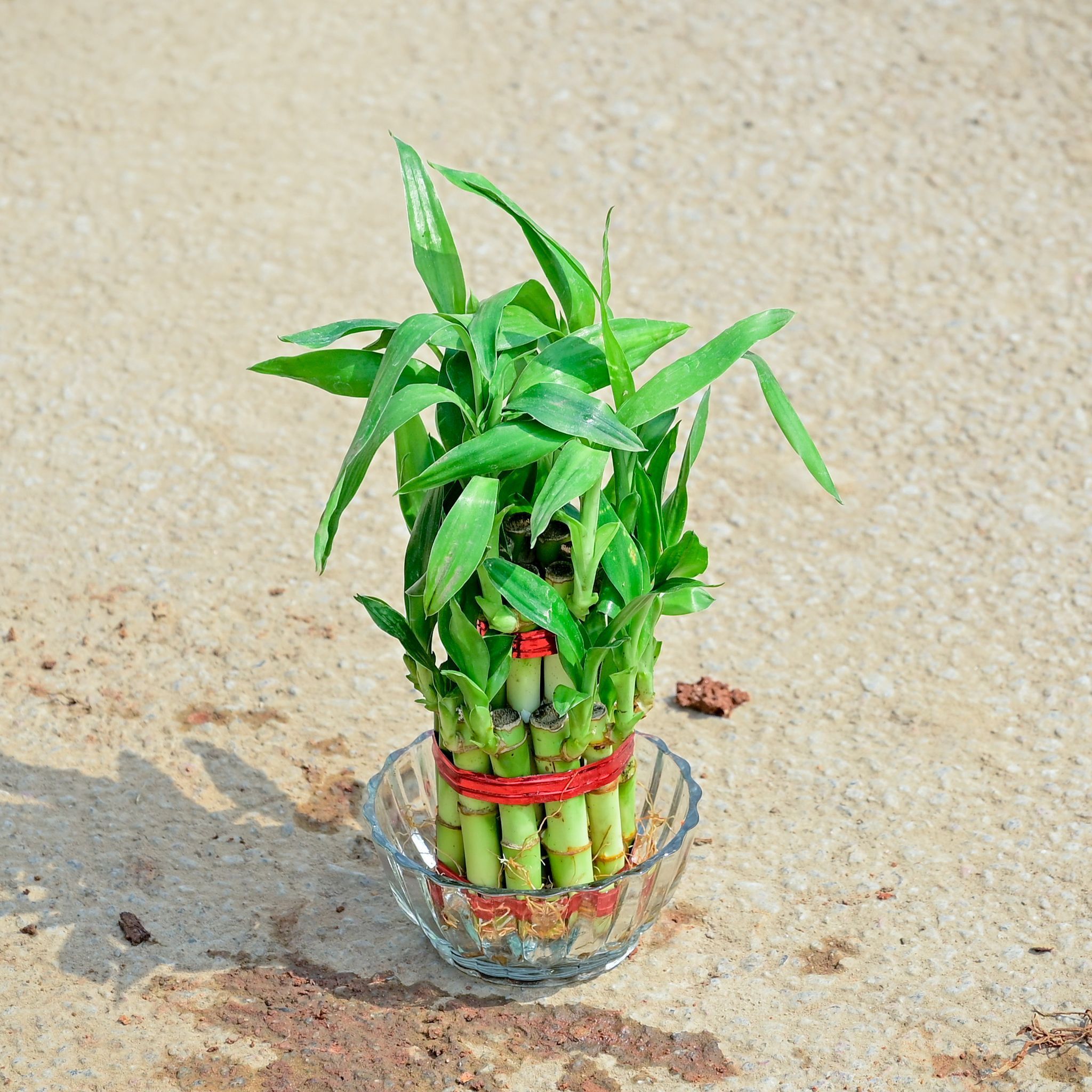 Gift Ready - 2 Layer Lucky Bamboo with Glass Pot With a Chic Bag