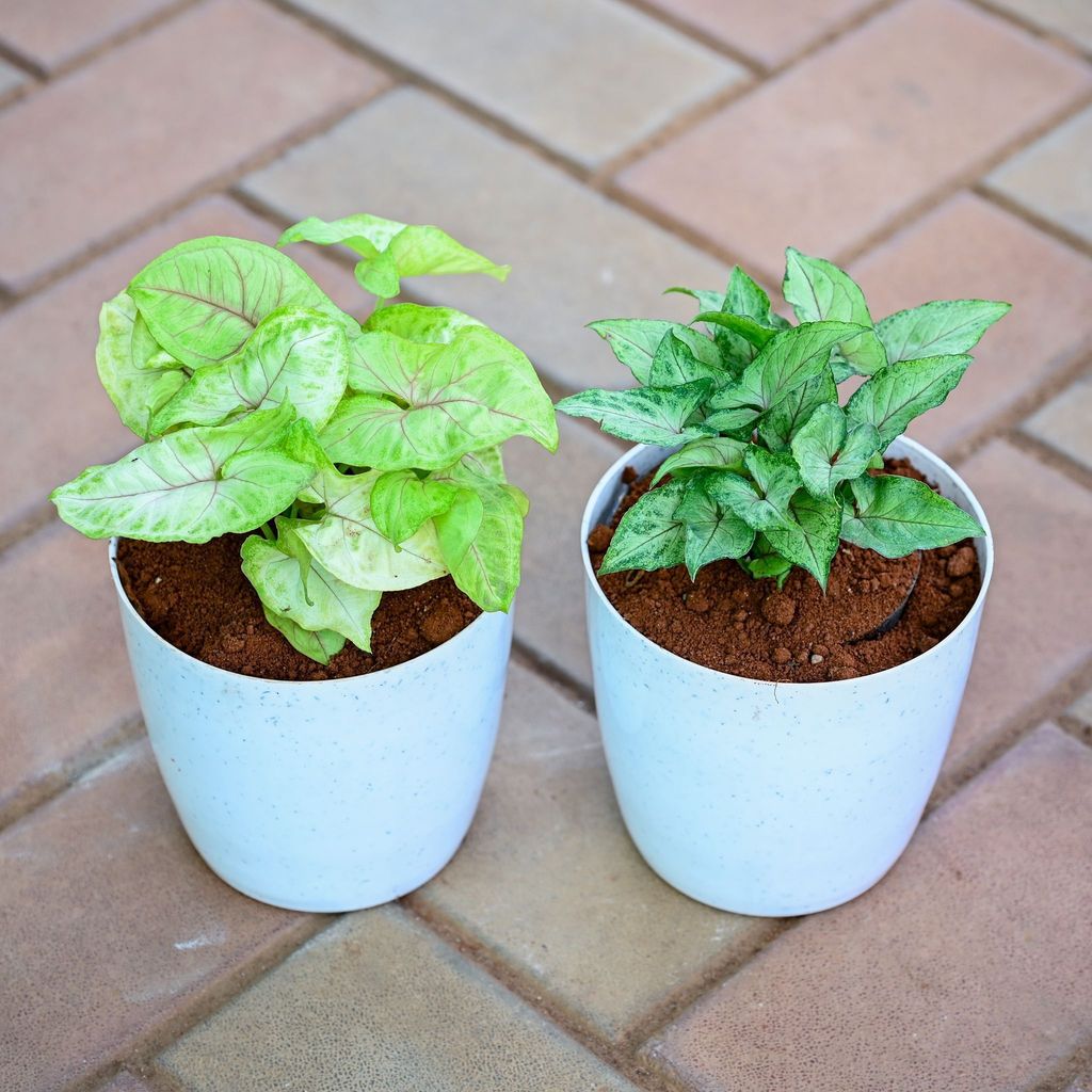 Gift Ready - Set of 2 - Syngonium (Pixie Green & Golden) in 5 Inch Premium Sphere Plastic Pot (any colour) With a Chic Bag