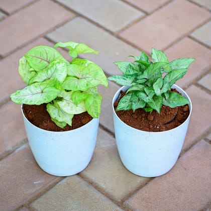 Buy Set of 2 - Syngonium (Pixie Green & Golden) in 5 Inch Premium Sphere Plastic Pot (any colour) Online | Urvann.com