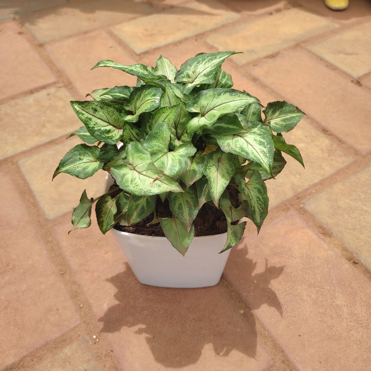 Gift Ready - Syngonium Pixie Green in 4 Inch Square Premium Plastic Pot (any colour)