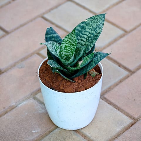 Gift Ready - Snake Dwarf Green in 5 Inch Premium Sphere Plastic Pot (any colour) With a Chic Bag