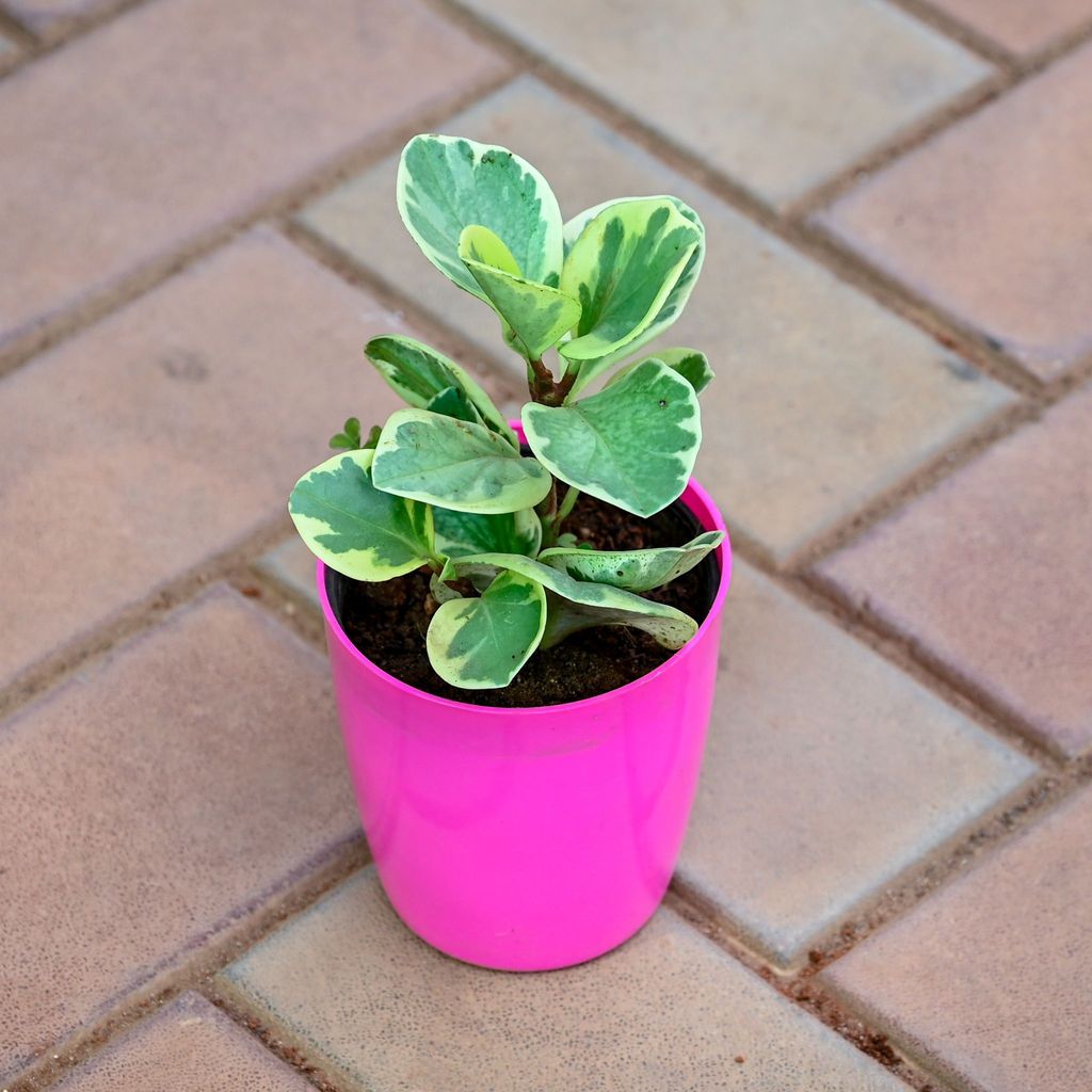 Buy Peperomia Teardrop in 5 Inch Premium Sphere Plastic Pot (any colour) Online | Urvann.com Gift Ready - Peperomia Teardrop in 5 Inch Premium Sphere Plastic Pot (any colour) With a Chic Bag