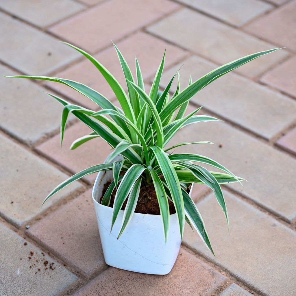 Gift Ready - Spider in 3 Inch Premium Square Plastic Pot (any colour) With a Chic Bag