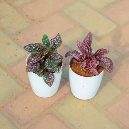Buy Set Of 2 - Hyposthese / Polka Dot Red in 5 Inch White Premium Sphere Plastic Pot Online | Urvann.com