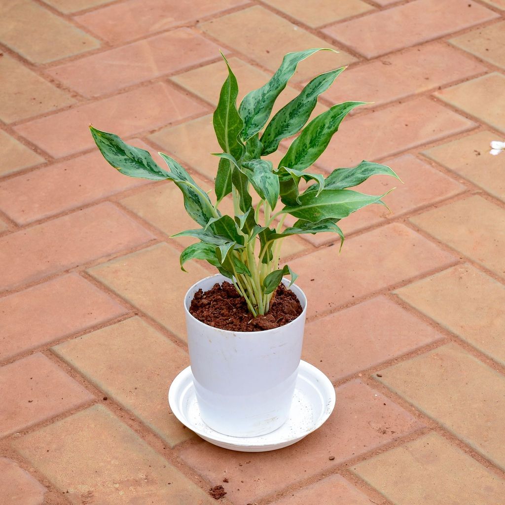 Gift Ready - Aglaonema Chinese Evergreen in 5 Inch White Premium Sphere Plastic Pot with Tray With a Chic Bag