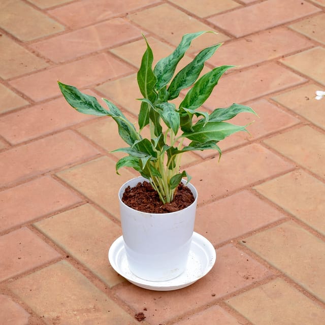 Gift Ready - Aglaonema Chinese Evergreen in 5 Inch White Premium Sphere Plastic Pot with Tray With a Chic Bag