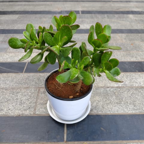 Gift Ready - Crassula Bonsai in 5 Inch White Premium Sphere Plastic Pot with Tray With a Chic Bag