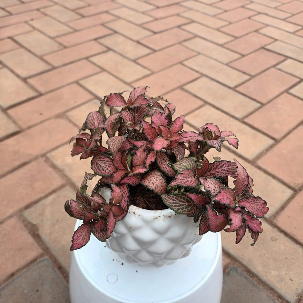 Gift Ready - Fittonia / Nerve Plant Red Leaf in 4 Inch Pineapple Handi Ceramic Pot With a Chic Bag