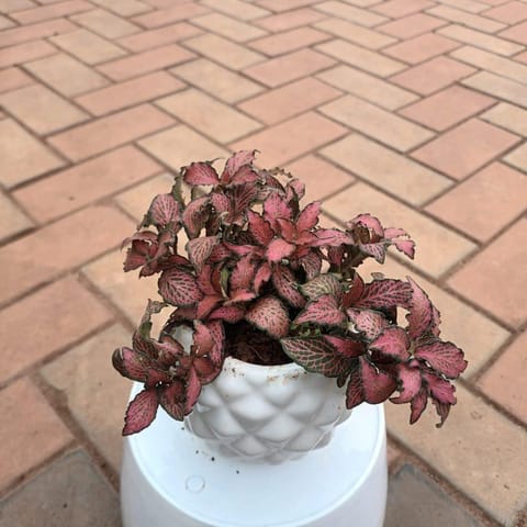 Gift Ready - Fittonia / Nerve Plant Red Leaf in 4 Inch Pineapple Handi Ceramic Pot With a Chic Bag