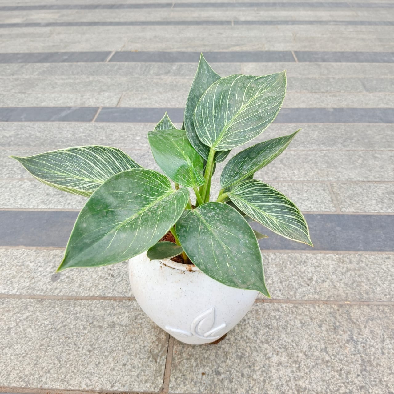 Gift Ready - Philodendron Birkin in 5 Inch Plain White Premium Apple Leaf Plastic Pot