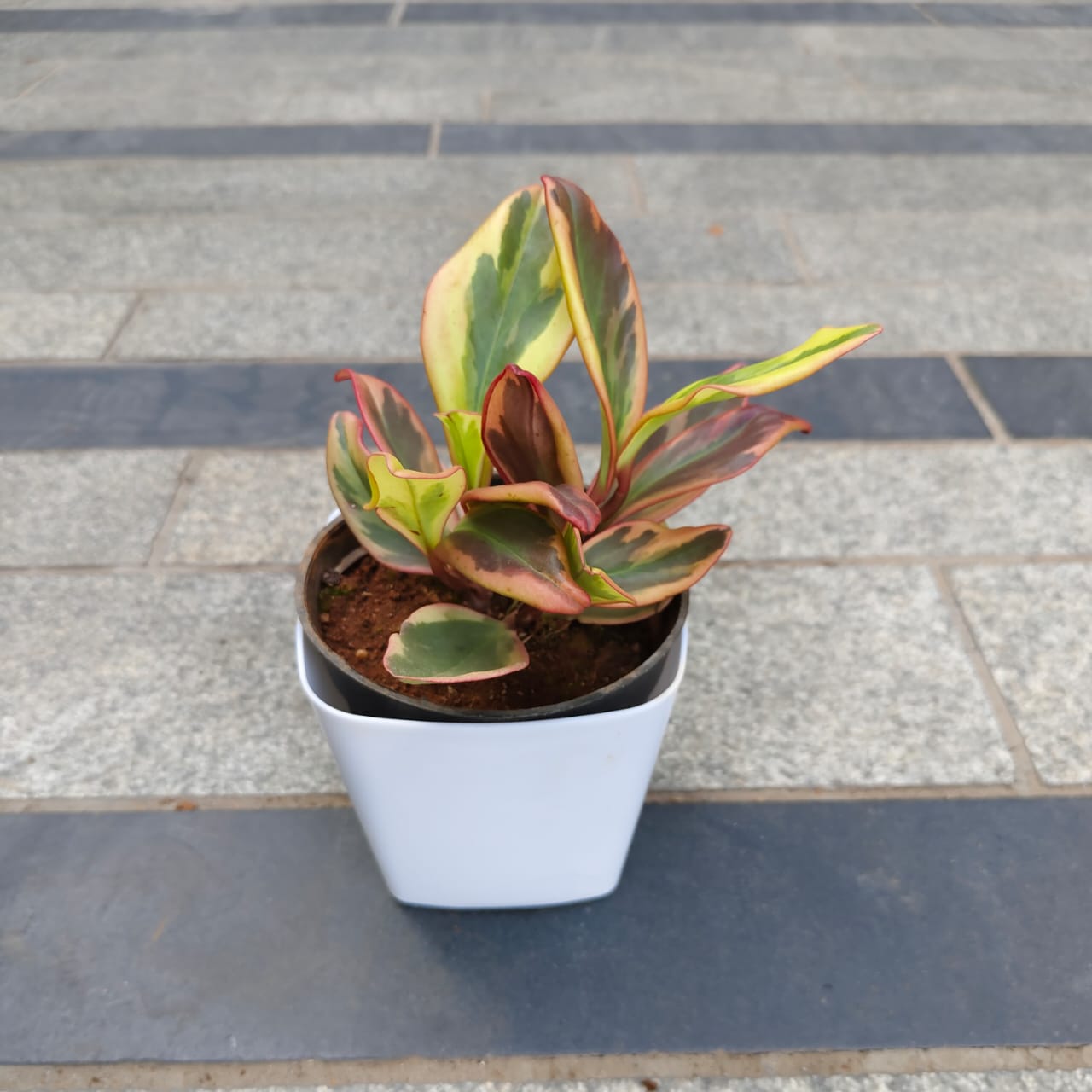 Gift Ready - Peperomia / Radiator Plant Pink in 4 Inch White Premium Square Plastic Pot With a Chic Bag