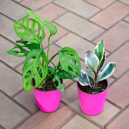 Buy Set of 2 - Monstera Broken Heart & Peperomia Jelly in 5 Inch Premium Sphere Plastic Pot (any colour) Online | Urvann.com
