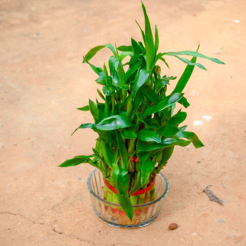 Gift Ready - 3 Layer Lucky Bamboo in 4 Inch Glass Bowl With a Chic Bag