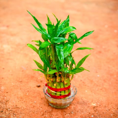 Gift Ready - Lucky Bamboo Three Layer in Glass Bowl With a Chic Bag