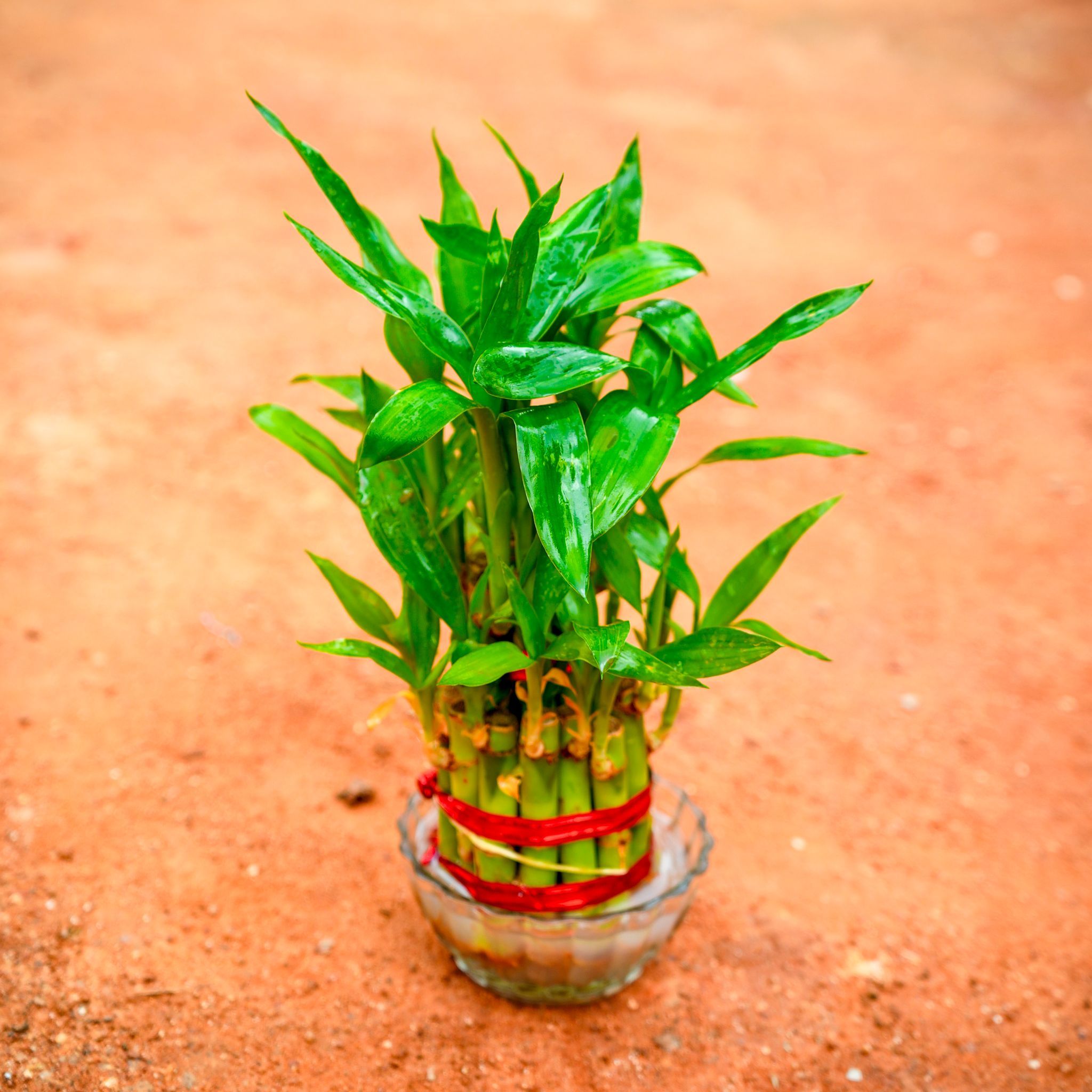 Gift Ready - Lucky Bamboo Three Layer in Glass Bowl With a Chic Bag