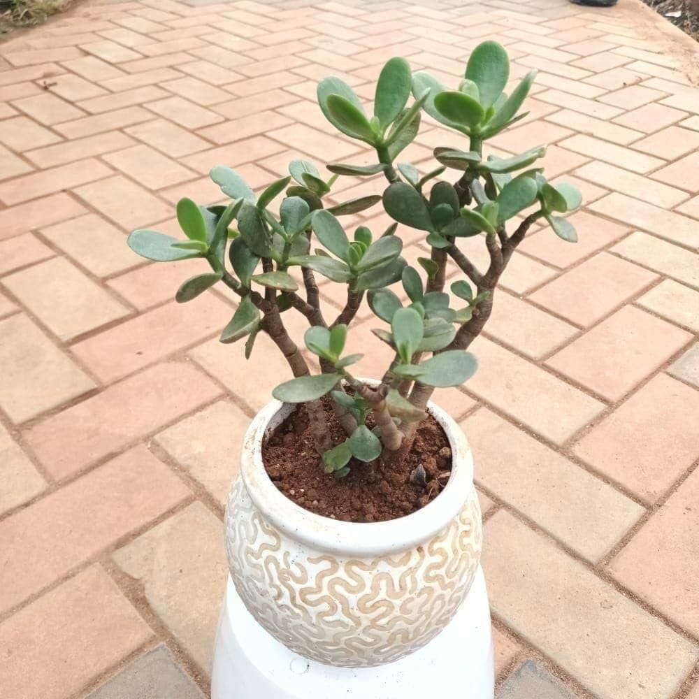 Gift Ready - Crassula Ovata Succulent in 5 Inch Classy Handi Ceramic Pot (Design and colour may vary) With a Chic Bag