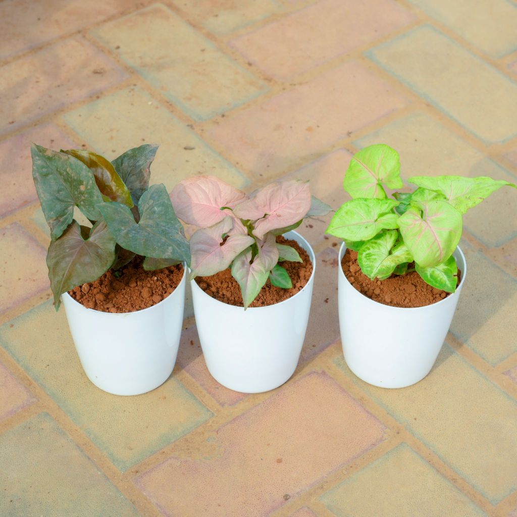 Buy Set Of 3 - Syngonium (Black, Pink & White) in 5 Inch White Premium Sphere Plastic Pot Online | Urvann.com Gift Ready - Set Of 3 - Syngonium (Black, Pink & White) in 5 Inch White Premium Sphere Plastic Pot With a Chic Bag