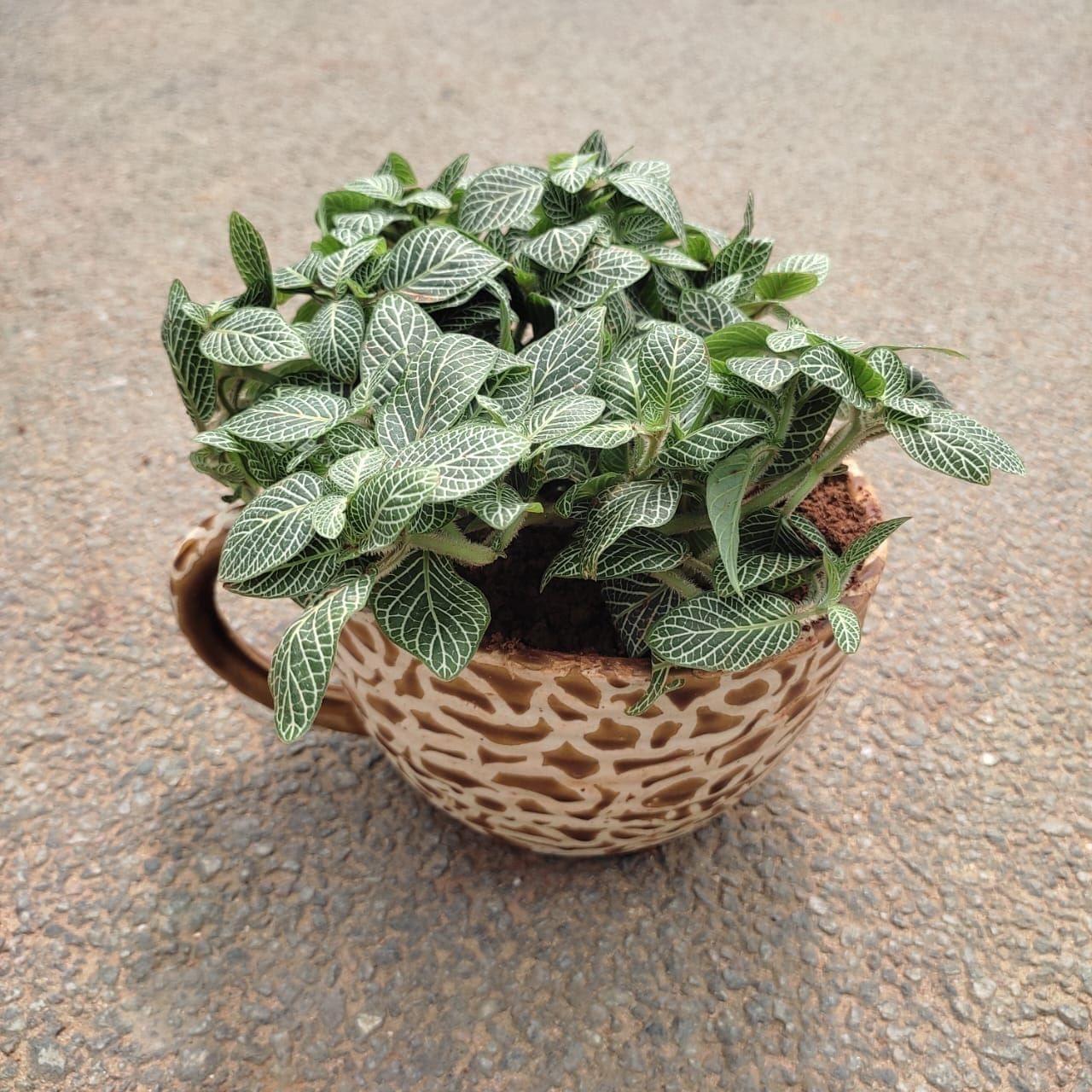 Gift Ready - Fittonia / Nerve Plant in 5 Inch Designer Cup Ceramic Pot (any colour) With a Chic Bag