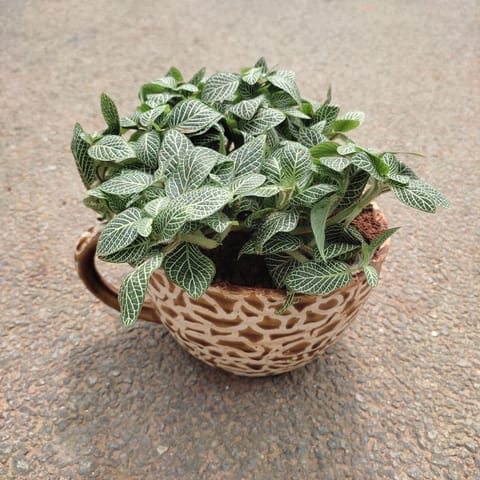 Gift Ready - Fittonia / Nerve Plant in 5 Inch Designer Cup Ceramic Pot (any colour) With a Chic Bag