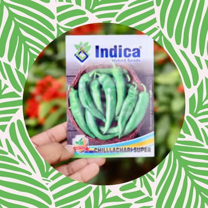 Free Gift - Achari Chilli Desi Seeds - Excellent Germination - Flash Sale