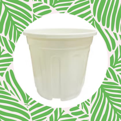 Free Gift - 6 Inch White Super Nursery Pot - Flash Sale