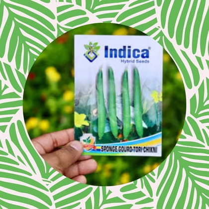 Free Gift - Sponge Gourd / Tori Seeds - Excellent Germination - Flash Sale
