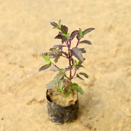 Free Gift - Shyama Tulsi in 3 Inch Nursery Bag - Flash Sale
