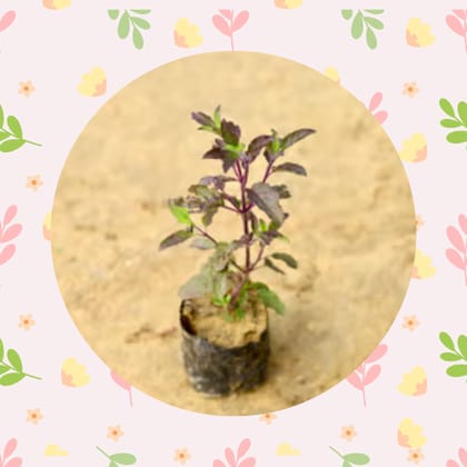 Free Gift - Shyama Tulsi in 3 Inch Nursery Bag - Flash Sale