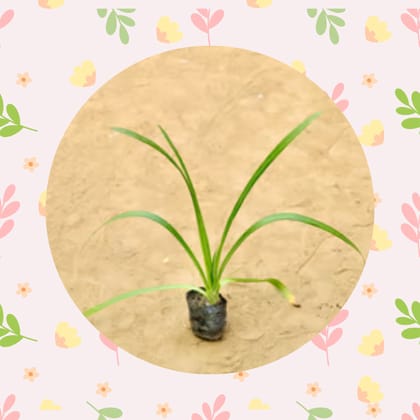 Free Gift - Spider Lily in 3 Inch Nursery Bag - Flash Sale