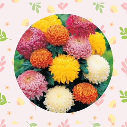Free Gift - Chrysanthemum Mixed Seeds - Excellent Germination - Flash Sale