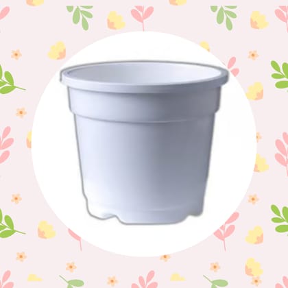 Free Gift - 4 Inch White Nursery Pot - Flash Sale