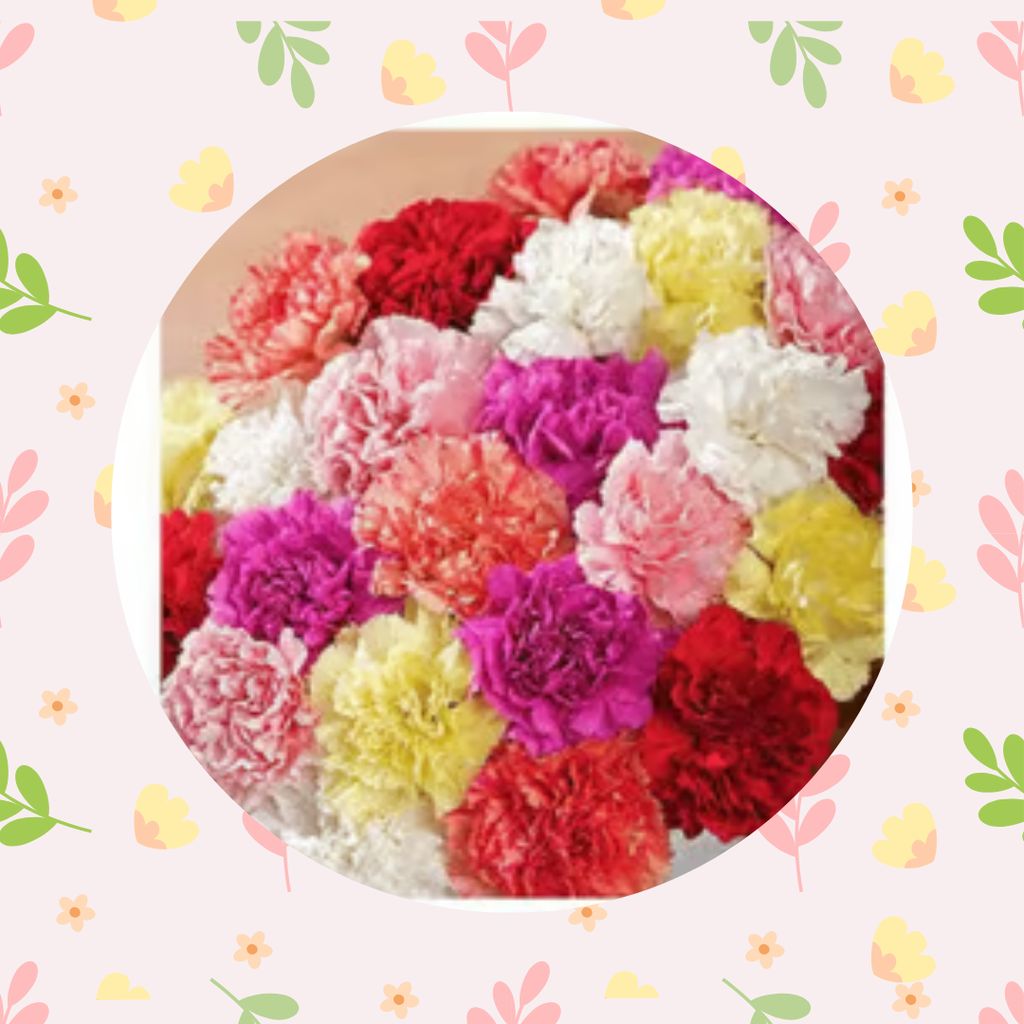 Free Gift - Carnation Mixed Seeds - Excellent Germination - Flash Sale Free Gift - Carnation Mixed Seeds - Excellent Germination - Flash Sale
