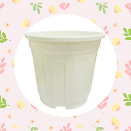 Free Gift - 6 Inch White Super Nursery Pot - Flash Sale