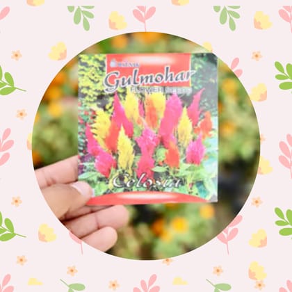 Free Gift - Celosia Mixed Seeds - Excellent Germination - Flash Sale