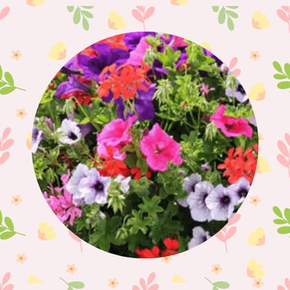Free Gift - Petunia Mix Seeds - Excellent Germination - Flash Sale