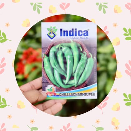 Free Gift - Achari Chilli Desi Seeds - Excellent Germination - Flash Sale