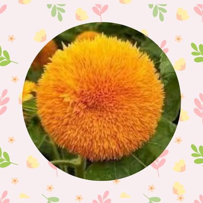 Free Gift - Sunflower Teddy Seeds - Excellent Germination - Flash Sale